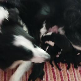 Lily - Border Collie
