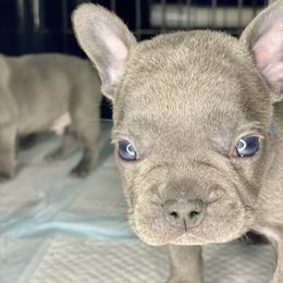French Bulldog Puppies from Fabled Frenchies