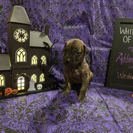 Great Dane Puppies from White House of Danes