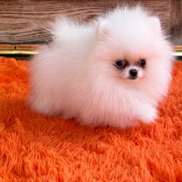 MIA - White female Pomeranian puppy in Los ángeles, California from Jose Navarro