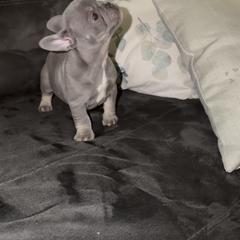 Koda - Blue male French Bulldog puppy in Reading, Pennsylvania from Lomi Kennel