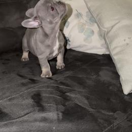 Koda - Blue male French Bulldog puppy in Reading, Pennsylvania from Lomi Kennel
