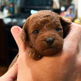 Harry - Red  male Poodle puppy in Henefer, Utah from Mountain Valley Poodles