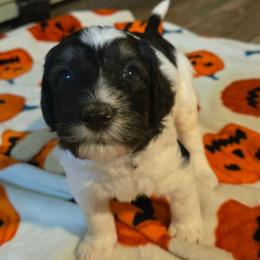 Forrest - Black and white male Bernedoodle puppy in Mckenzie, Tennessee from Small Town Doodles & Poodles