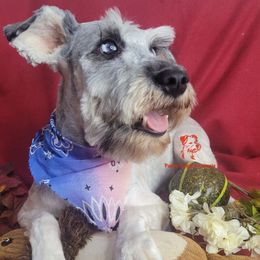 Maya - Miniature Schnauzer