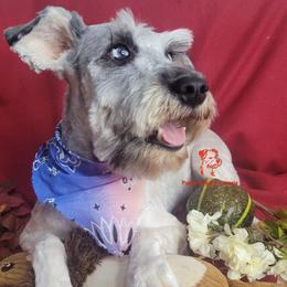 Maya - Miniature Schnauzer