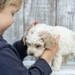 Cockapoo puppies from Sweet Home Doodles