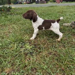 German Shorthaired Pointer Puppies from Rustic Creek Farms