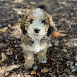Poe - Brown and white male Bernedoodle puppy in Springville, Utah from Oodles of Bernedoodles