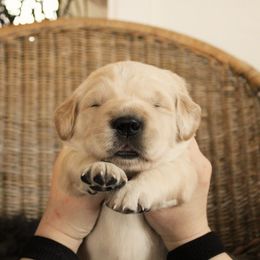 Golden Retriever Puppies from Sweet Breeze Acres