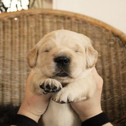Golden Retriever Puppies from Sweet Breeze Acres