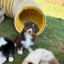 Duchess - Red tri-color female Australian Shepherd puppy in Dallas, Georgia from Sunsprite Aussies