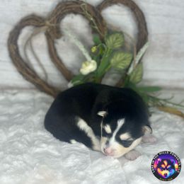 Rory - Black and white female Pomsky puppy in Schaumburg, Illinois from Lake in the hills Pomskies