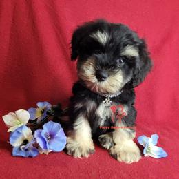 Boy 1 - male Miniature Schnauzer puppy in Fairhope, Alabama from Puppy Sugars Kennels