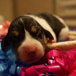 Yellow girl - Tri-colored female Treeing Walker Coonhound puppy in Lovelady, Texas from 3 Color Kennel