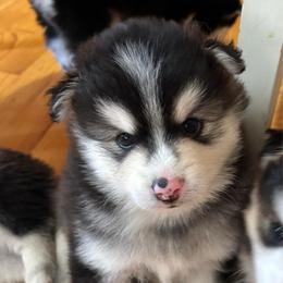 Apollo - Black and white male Pomsky puppy in Fuquay Varina, North Carolina from Raleigh Mini Pomskies