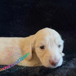Venus - Cream female Dachshund puppy in Peyton, Colorado from Dachshund Universe