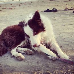 Border Collies from Hound and Harvest