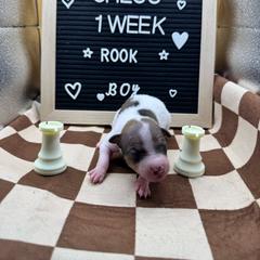 Rook - White, black sable red male American Hairless Terrier puppy in Bates City, Missouri from Bare Wonder