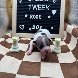Rook - White, black sable red male American Hairless Terrier puppy in Bates City, Missouri from Bare Wonder
