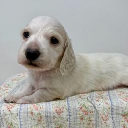 Tristan - Piebald male Dachshund puppy in Pulaski, Tennessee from Billboard Doxies