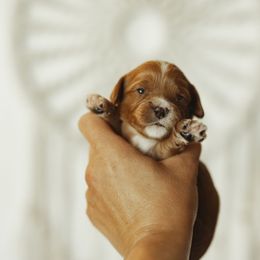 Boy 1 - Cavapoo puppy in Moses Lake, Washington from The Cav Family