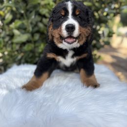 Bernese Mountain Dog Puppies from Country Feels Ranch