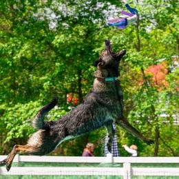 German Shepherds from WildHaven Shepherd
