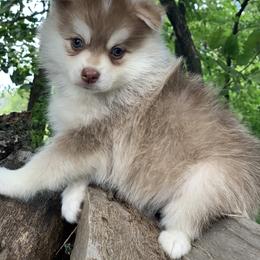 Pomsky Puppies from Ritzy Puppies