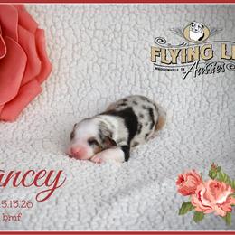 Yancey - Blue merle female Miniature Australian Shepherd puppy in Madisonville, Texas from Flying LL Aussies