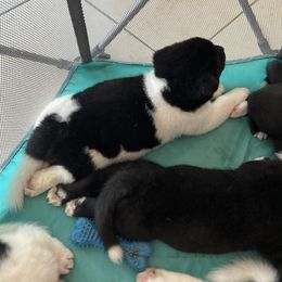 Akita Puppies from Gloe Akita's