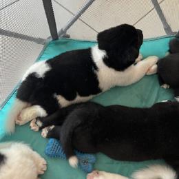 Akita Puppies from Gloe Akita's