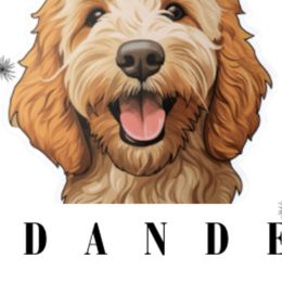 Aussiedoodles, Australian Shepherds, Poodles, and Sheepadoodles from Dande Poodles & Doodles, LLC