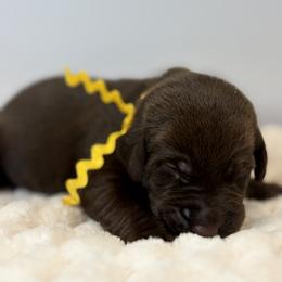 Gold collar chocolate male - Chocolate male Labrador Retriever puppy in Gainesville, Georgia from Rucker Retrievers
