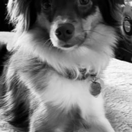 Miniature Australian Shepherd Puppies from Pale Moon Aussies