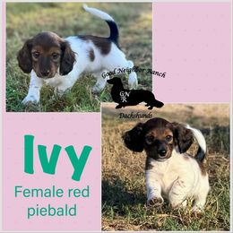 Ivy - Piebald female Dachshund puppy in Seguin, Texas from Good Neighbor Ranch Dachshunds