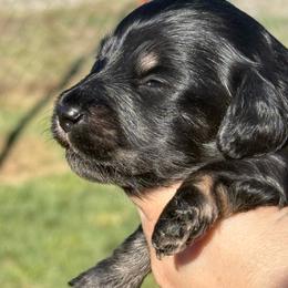 Ckc Longhair black and cream brindle pointed - Black and cream female Dachshund puppy in Anderson, California from Golden Paws Dachshunds