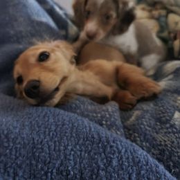Dachshund Puppies from It's Mini Wieners Baby