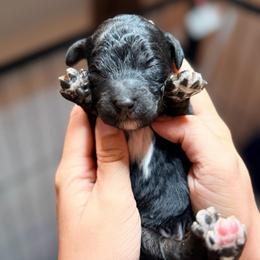 Benjamin - Phantom male Goldendoodle puppy in Macclenny, Florida from Baker County Goldendoodles