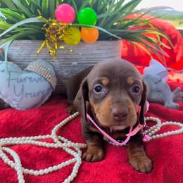 Penny - Fawn (isabella) and tan female Dachshund puppy in Bandera, Texas from Pup Cakes
