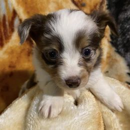 Toy Australian Shepherds from Mulberry Creek Farm