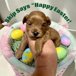 Skip - Red male Maltipoo puppy in Coal City, Indiana from Angel Blue Dogs