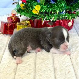 Rudolph - Blue and white male Chihuahua puppy in Molino, Florida from Pensacola Chi Garden