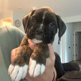 Plain Brindle Boy - Brindle Boxer puppy in Caledonia, Ohio from Cedar Boxers and French bulldogs