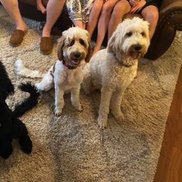 Goldendoodle All Grown Up from Tambre's Goldendoodles