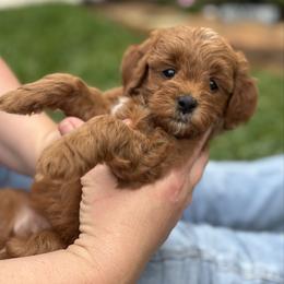 Duchess - Red  female Goldendoodle puppy in Wharton, Texas from Little Fur Friends
