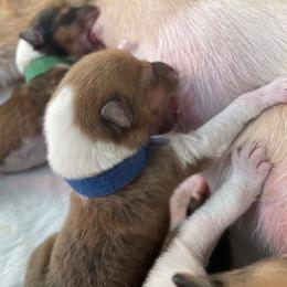 Collie Puppies from Vintage Collies