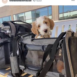Goldendoodle Puppies from The Doodle House