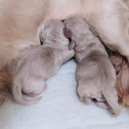 Tansy's cream Boy - Cream male Dachshund puppy in Clarksville, Georgia from Chances R Farm