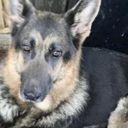 German Shepherds from Shepherds Rose Gardens
